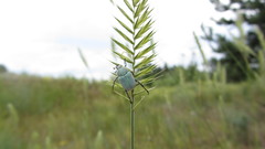 Hoplia parvula