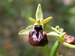 Ophrys mammosa