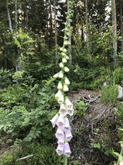 Digitalis purpurea