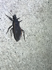 Triatoma rubida