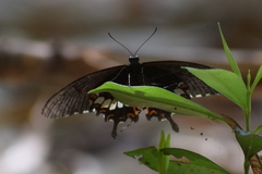 Papilio polytes