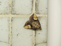 Pseudosphetta fissisigna