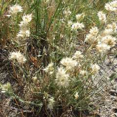 Rytidosperma carphoides