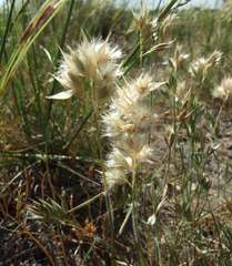 Rytidosperma carphoides