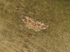 Psilalcis galsworthyi