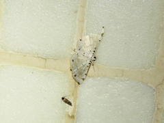 Pycnarmon cribrata