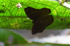 Tagiades japetus