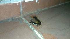 Scolopendra cingulata