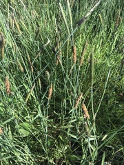 Alopecurus geniculatus