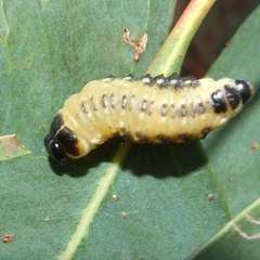 Paropsis atomaria