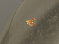 Stemmatophora flavicaput