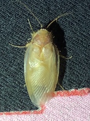 Eremoblatta subdiaphana