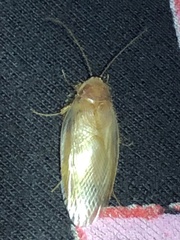 Eremoblatta subdiaphana