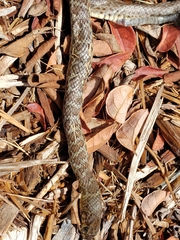 Coluber constrictor
