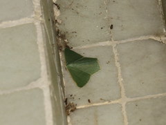 Thalassodes immissaria