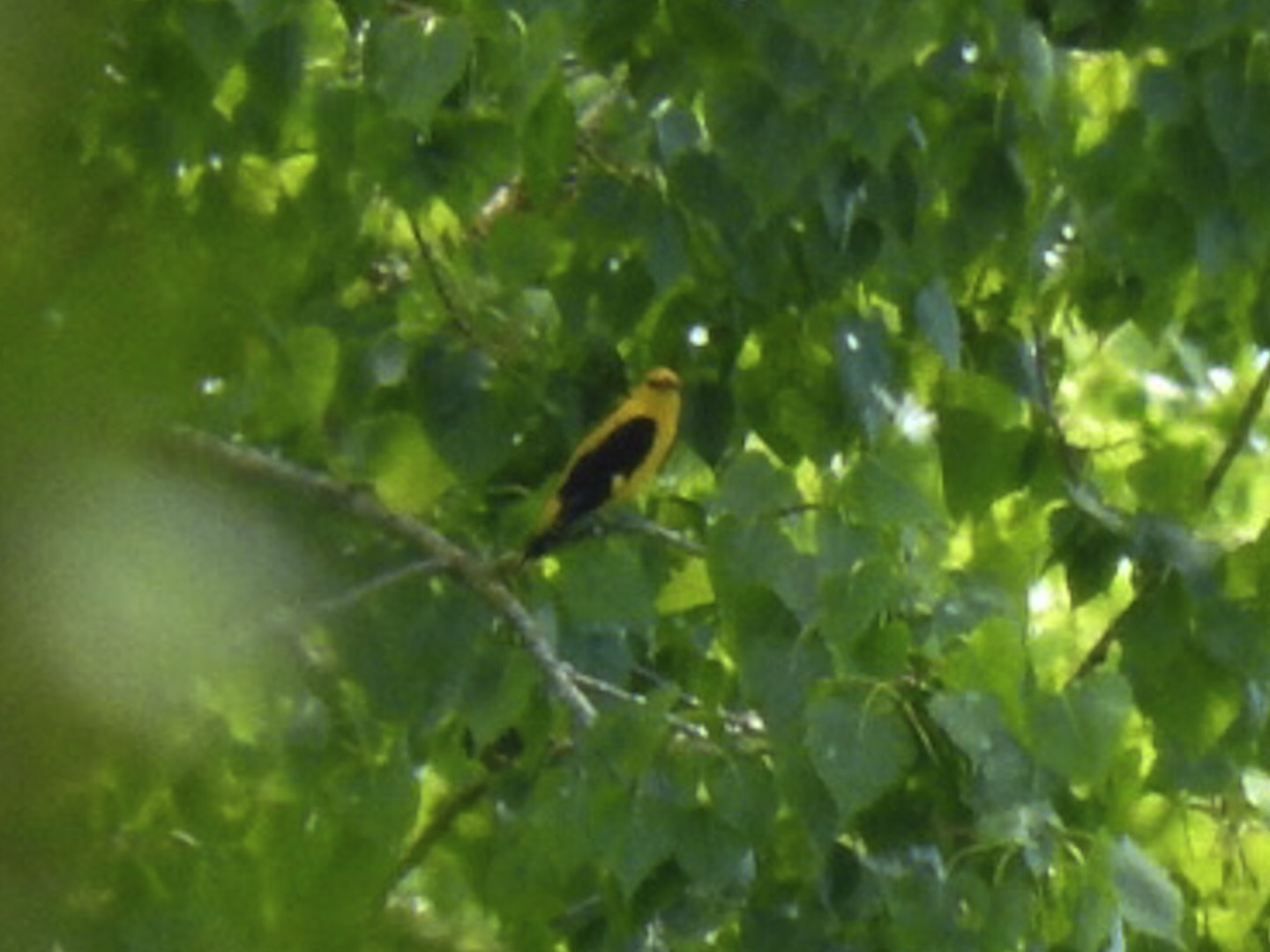 Eurasian Golden Oriole