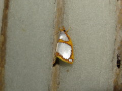 Titulcia confictella