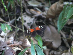 Heliconius erato amalfreda