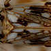 Colistra parvulus - Photo (c) michael_stiller，保留部份權利CC BY-NC