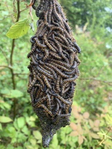 Western Tent Caterpillar Moth