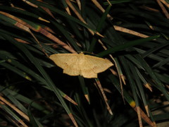 Krananda falcata