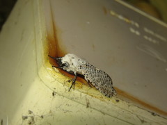 Polyphagozerra coffeae