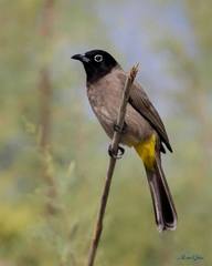 Pycnonotus xanthopygos