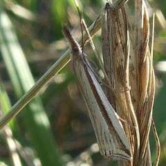 Hednota invalidellus