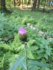 Cirsium heterophyllum