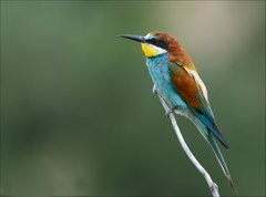 Merops apiaster