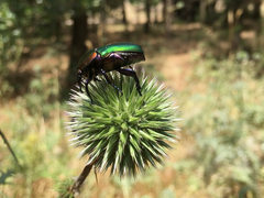 Protaetia cuprea ignicollis