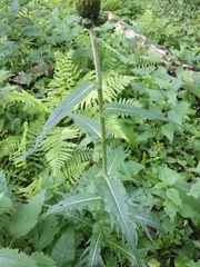 Cirsium heterophyllum