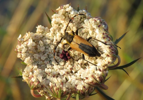 Stictoleptura stragulata