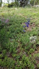 Delphinium fissum