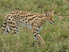 Leptailurus serval
