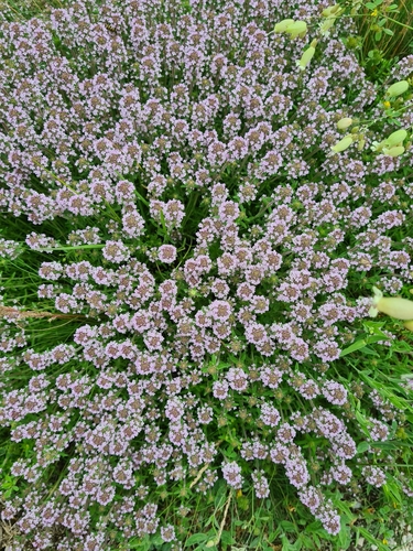 Thymus kosteleckyanus (Thymus kosteleckyanus)