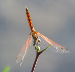 Trithemis