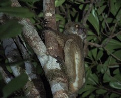 Avahi mooreorum