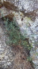Galium glaucum