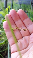 Carex elongata