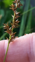 Carex elongata