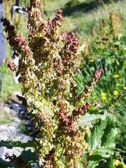 Rumex alpinus