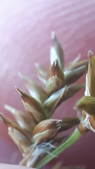 Carex elongata