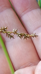 Carex elongata