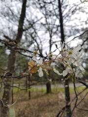 Amelanchier canadensis