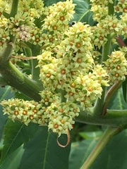 Rhus × borealis