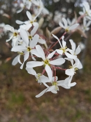 Amelanchier canadensis