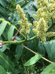 Rhus × borealis