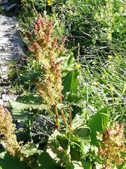 Rumex alpinus