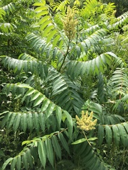 Rhus × borealis